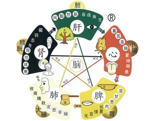 身體五行圖|中醫知識 